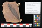 Foto (Objekt + Etikett) von Quercus palaeoilex Ettingshausen (NHMW-GEO-2024-0188-0824)